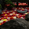岡寺の華の池