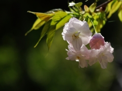 春爛漫！４（大島桜）