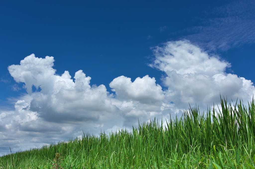 稲の上の雲