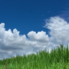 稲の上の雲