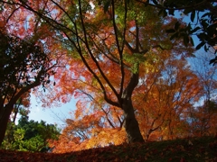 須磨離宮公園の晩秋１（紅葉）