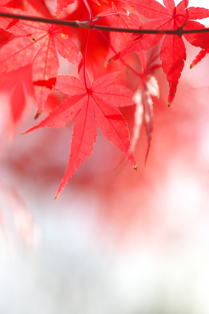 まだ紅葉（モミジ）が３（金ケ崎公園）
