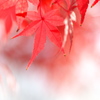まだ紅葉（モミジ）が３（金ケ崎公園）