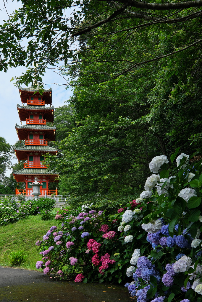 金剛寺（こんごうじ）の紫陽花（アジサイ）