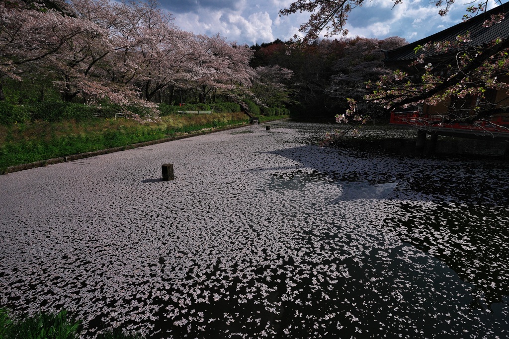 安倍文殊院（あべもんじゅいん）の花筏２