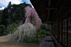 大野寺（おおのじ）の枝垂れ桜２