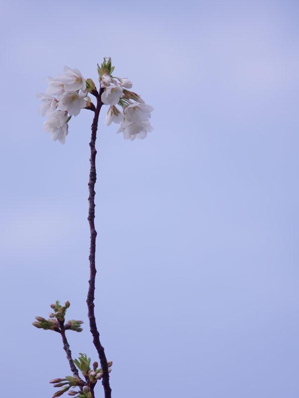 春来る４（大島桜）