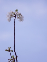 春来る４（大島桜）