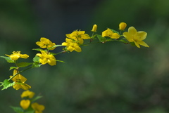 住吉神社は百花繚乱（ヤマブキ）