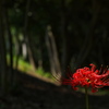 明石公園に咲く彼岸花（ヒガンバナ）