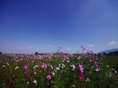 藤原宮跡の秋桜１