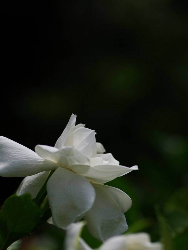 夏の花々５（梔子）