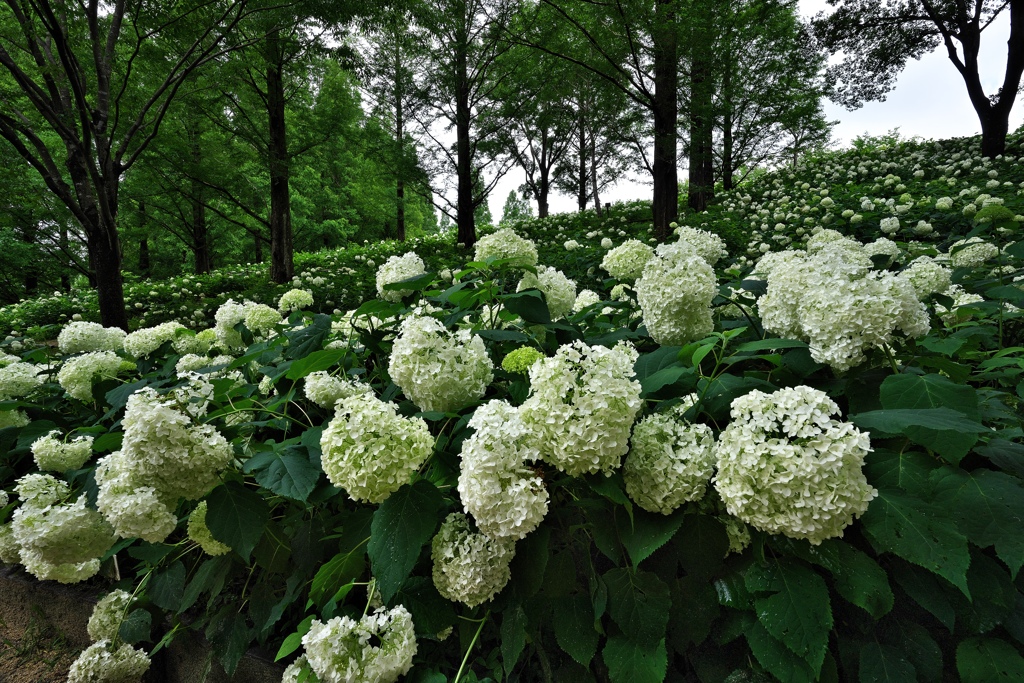 神戸市立森林植物園のアナベルの丘