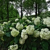 神戸市立森林植物園のアナベルの丘