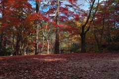 神戸市立森林植物園にて４（落ち葉）