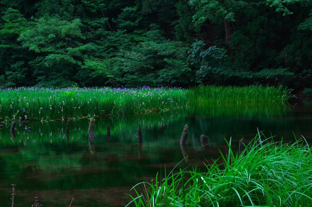 平池（たいらいけ）のカキツバタ２