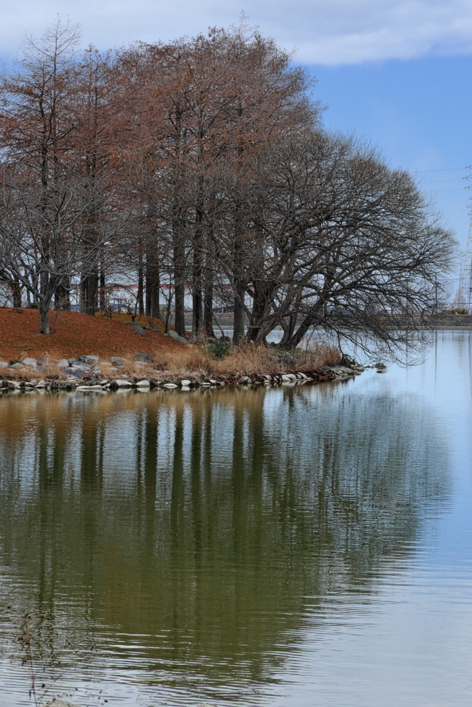 仲冬の天満大池公園にて５
