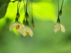 野茉莉（エゴノキ）の花２