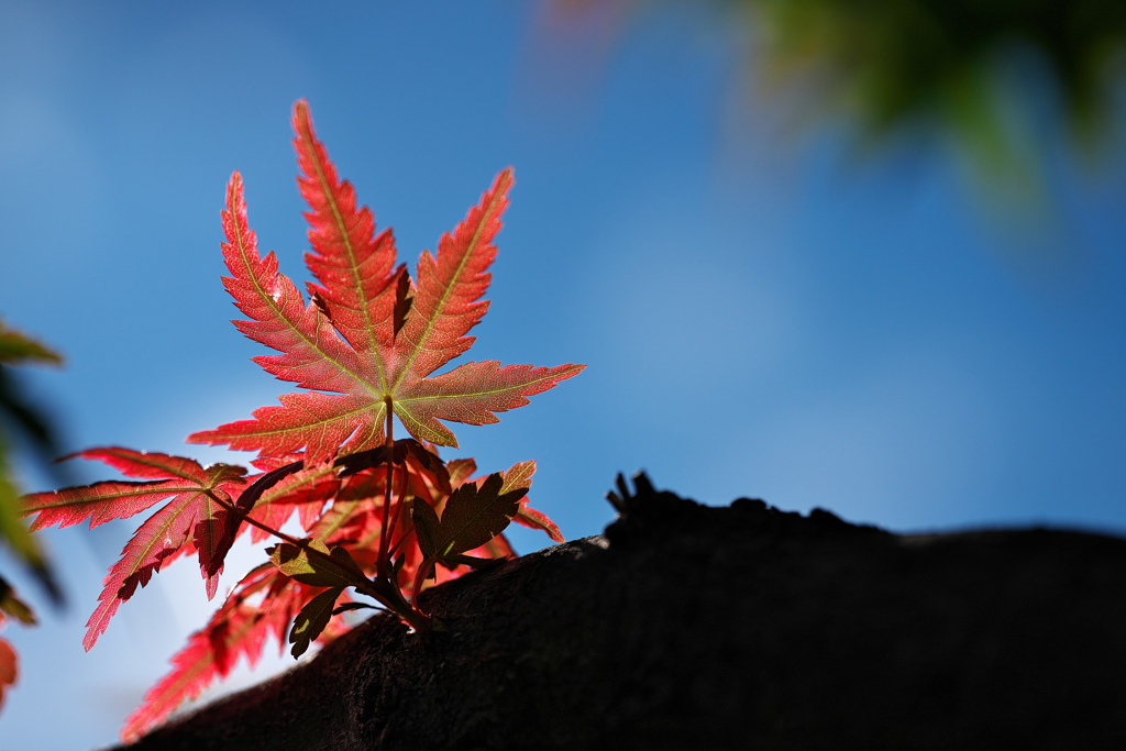 明石西部市民会館の紅葉（モミジ）２