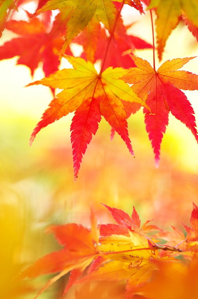 近所の神社に訪れた紅葉
