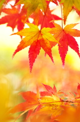 近所の神社に訪れた紅葉