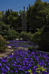 多聞寺の杜若（カキツバタ）２