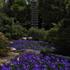 多聞寺の杜若（カキツバタ）２