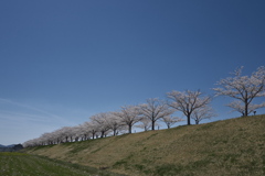 おの桜づつみ回廊１