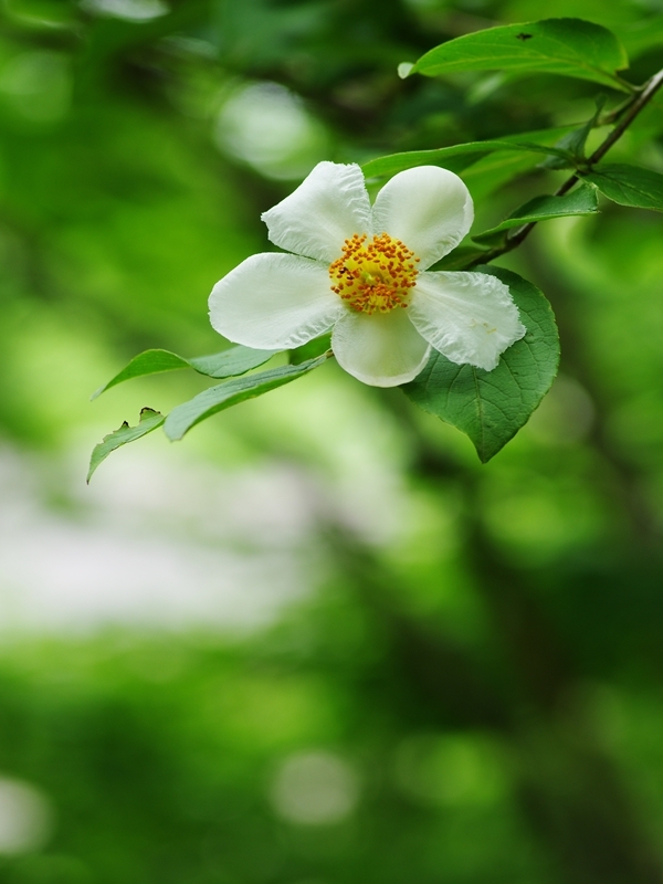 夏の花７「娑羅の木（シャラノキ）」