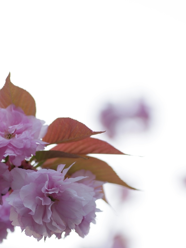 関山（カンザン）