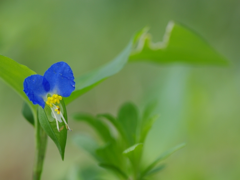 露草（ツユクサ）２