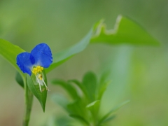 露草（ツユクサ）２