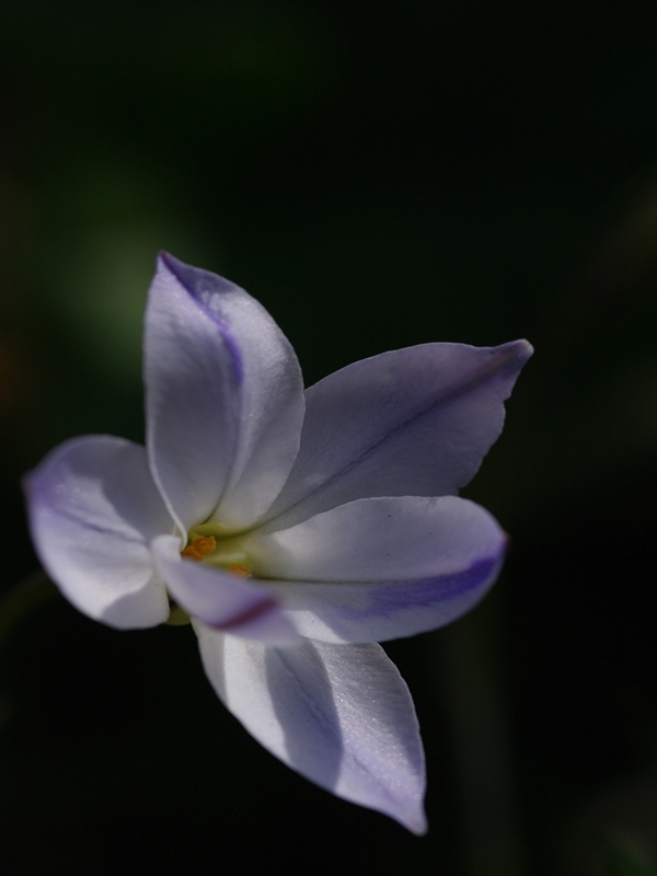花韮（ハナニラ）