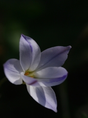 花韮（ハナニラ）