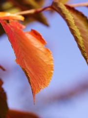 紅葉桜（サクラ）一葉１