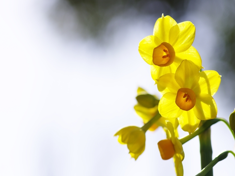 春を告げる花々７（水仙）
