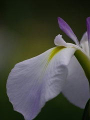 万博記念公園（花しょうぶ田１）