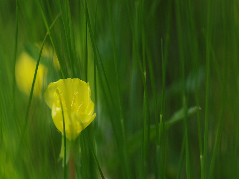 黄色の花と緑のカーテン２