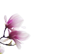 春を告げる花々１６（紫木蓮）