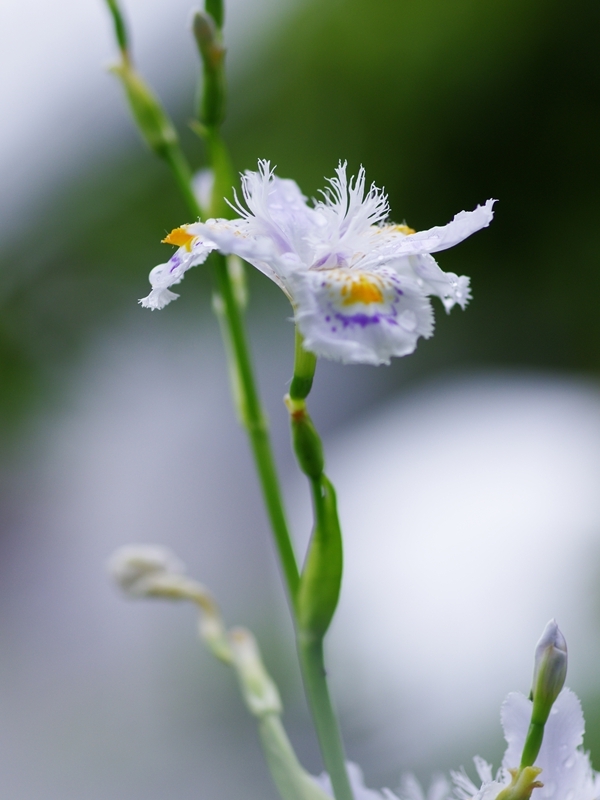 射干（シャガ）