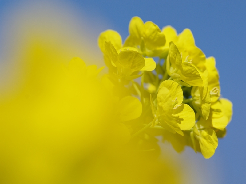 菜の花２