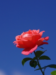 六甲山カンツリーハウスの薔薇（バラ）