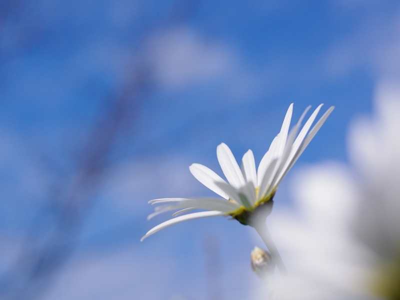 白色の菊（キク）