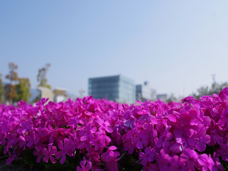 芝桜（シバザクラ）２