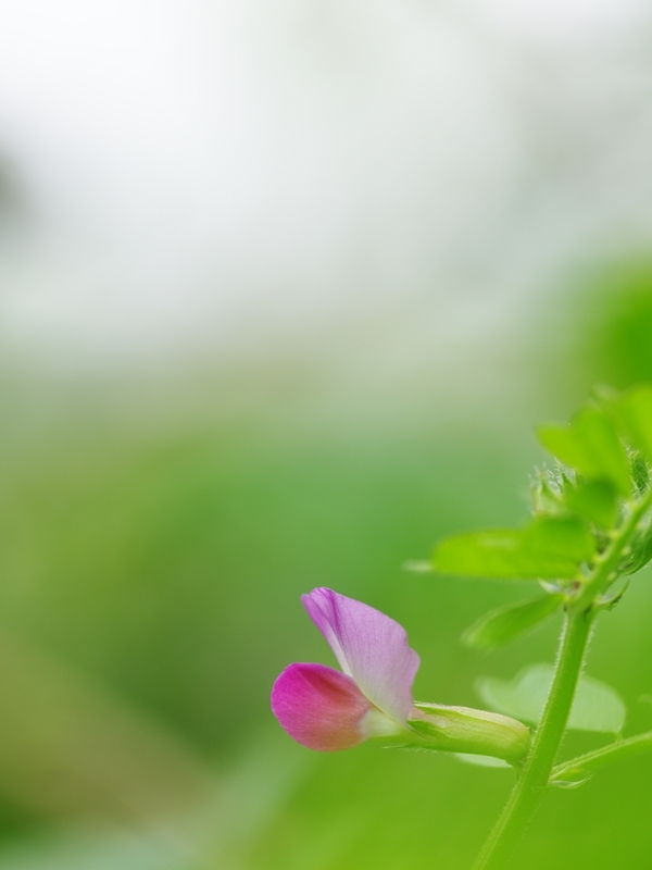 烏野豌豆（カラスノエンドウ）