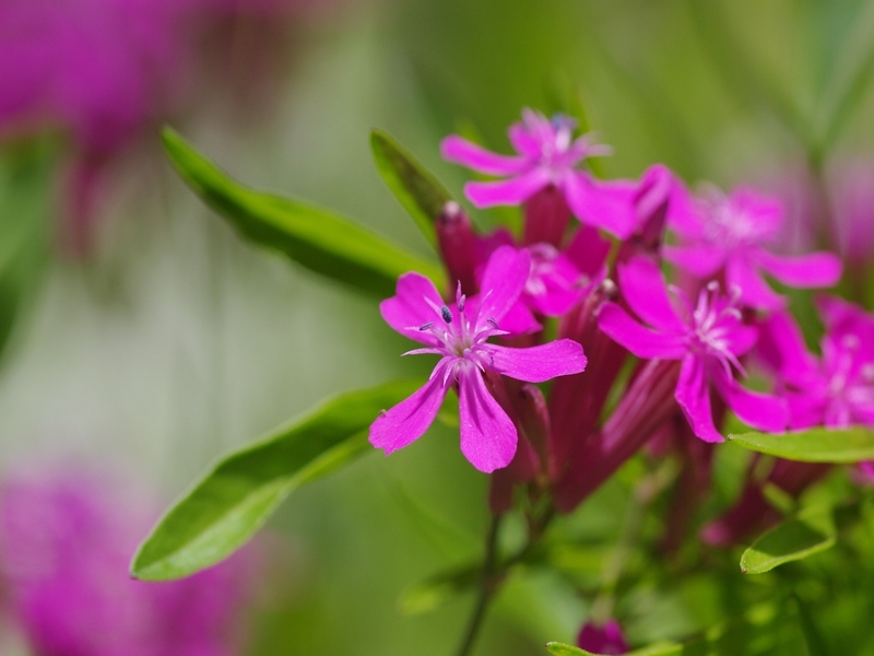 花いろ色２（ピンク）