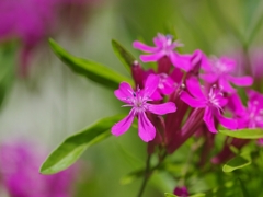 花いろ色２（ピンク）