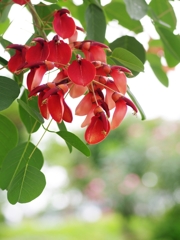 夏の花４「海紅豆（カイコウズ）」