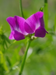 烏野豌豆（カラスノエンドウ）