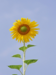夏の花２０「向日葵（ひまわり）２」